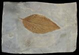 Fossil Hackberry Leaf - Montana #52235-1